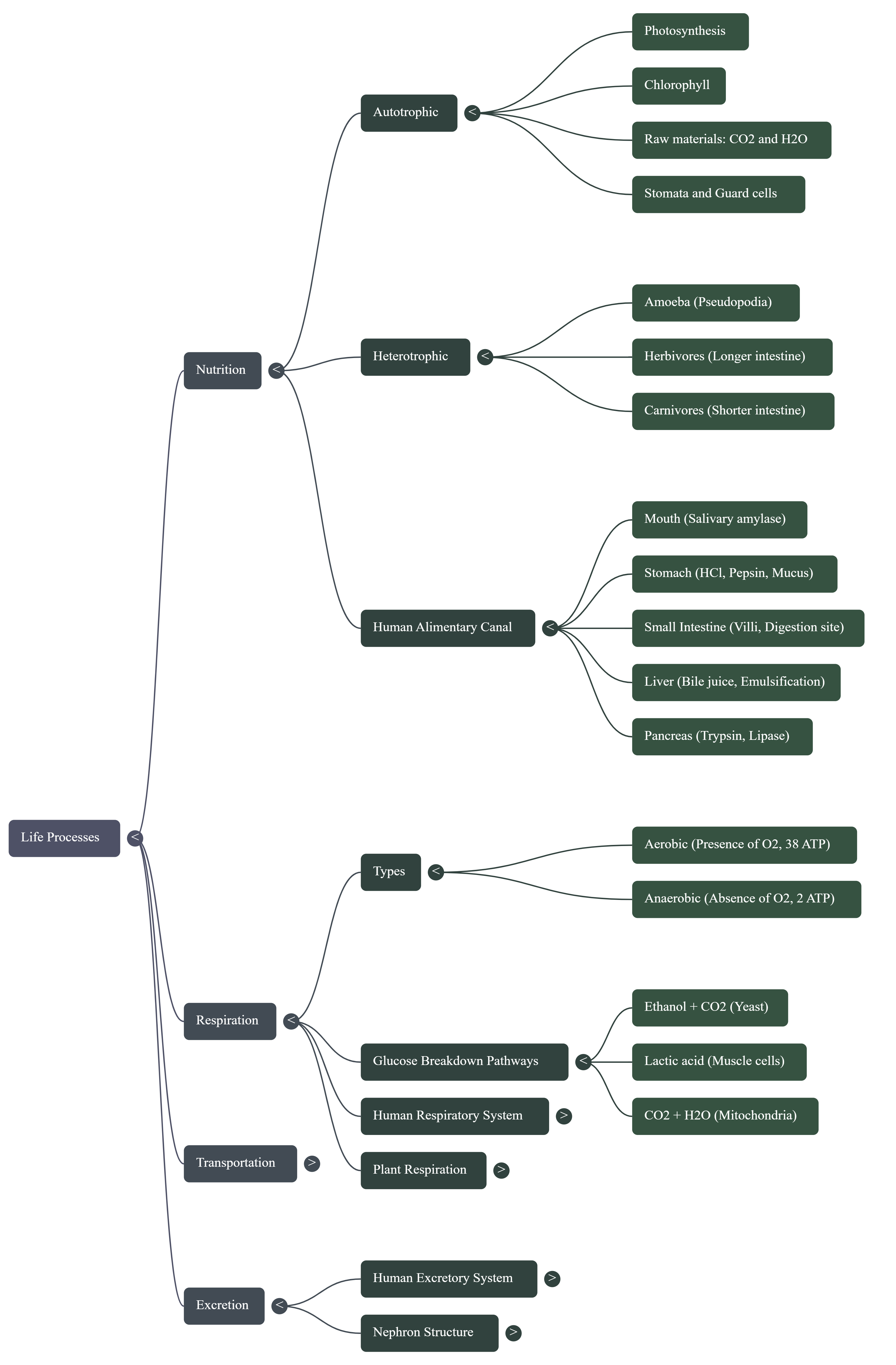 Output artifact for "Mind Map Generation" test: Concept map centered on Life Processes, with branches for nutrition, respiration, transportation, and excretion., notebooklm-mind-map-output.png